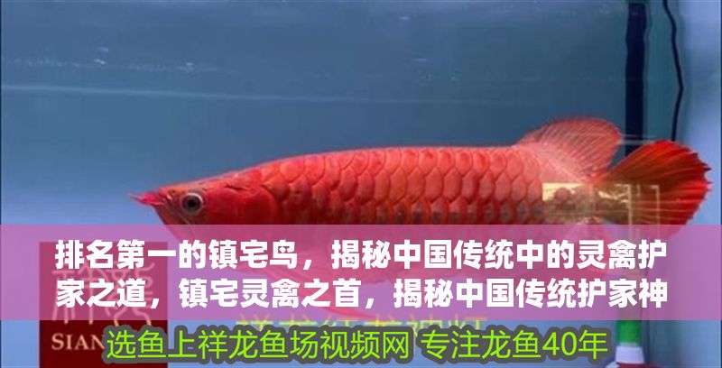 排名第一的鎮(zhèn)宅鳥，揭秘中國傳統(tǒng)中的靈禽護家之道，鎮(zhèn)宅靈禽之首，揭秘中國傳統(tǒng)護家神鳥的奧秘