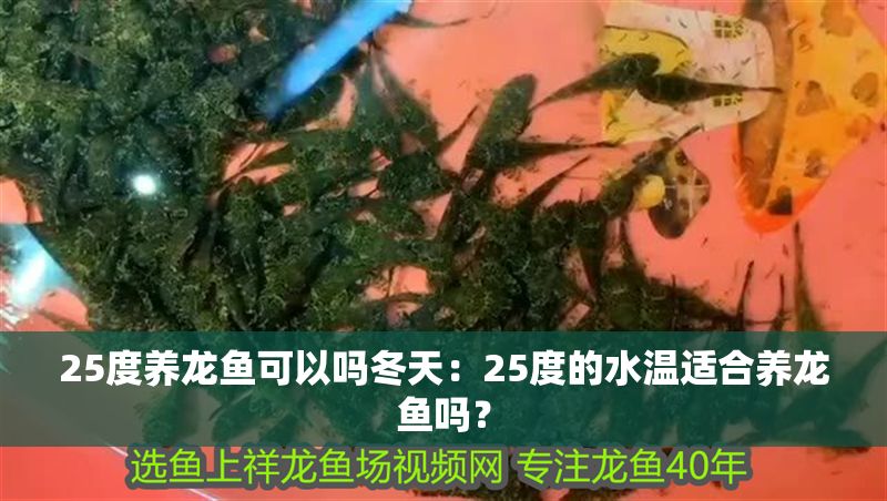 25度養(yǎng)龍魚可以嗎冬天：25度的水溫適合養(yǎng)龍魚嗎？