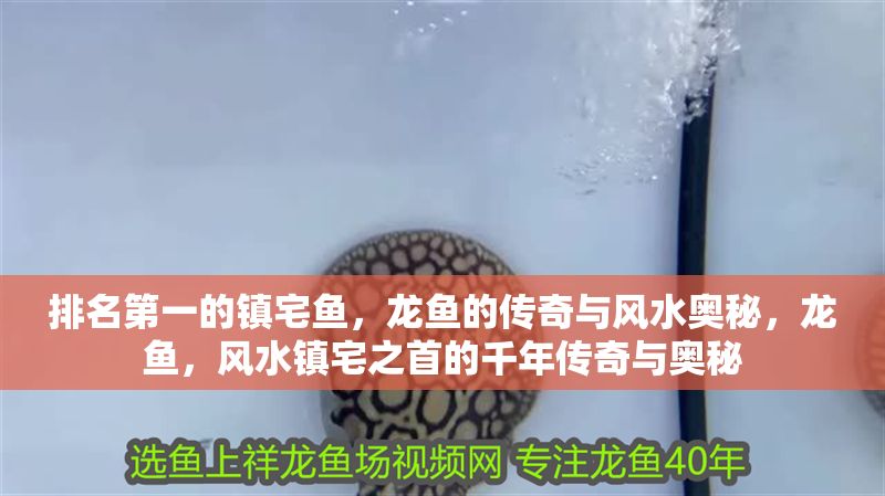 排名第一的鎮宅魚，龍魚的傳奇與風水奧秘，龍魚，風水鎮宅之首的千年傳奇與奧秘