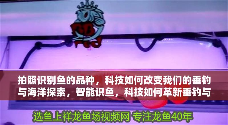 拍照識別魚的品種，科技如何改變我們的垂釣與海洋探索，智能識魚，科技如何革新垂釣與海洋探索體驗