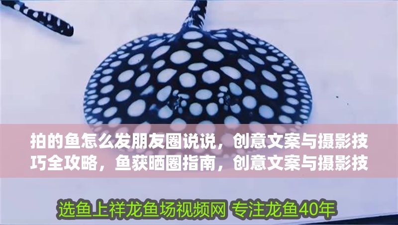 拍的魚怎么發朋友圈說說，創意文案與攝影技巧全攻略，魚獲曬圈指南，創意文案與攝影技巧一鍵get