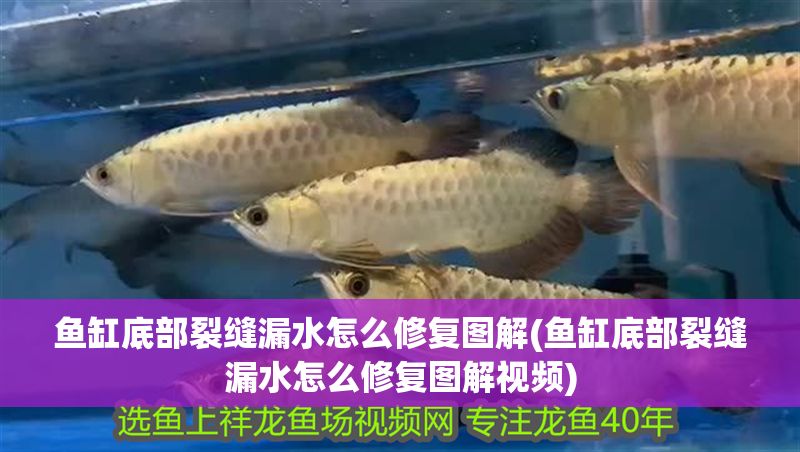 魚缸底部裂縫漏水怎么修復(fù)圖解(魚缸底部裂縫漏水怎么修復(fù)圖解視頻)