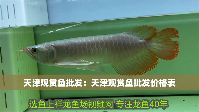 天津觀賞魚批發：天津觀賞魚批發價格表