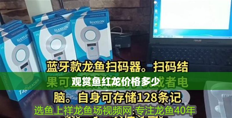 觀賞魚(yú)紅龍價(jià)格多少 觀賞魚(yú)紅龍價(jià)格多少 龍魚(yú)百科 第1張