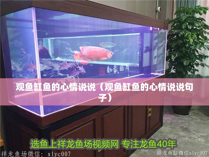 觀魚缸魚的心情說說（觀魚缸魚的心情說說句子）
