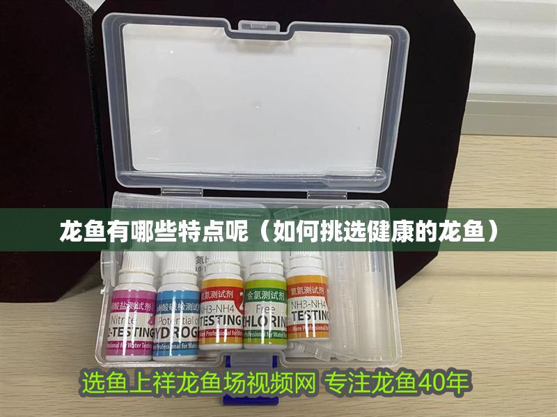 龍魚有哪些特點呢（如何挑選健康的龍魚）