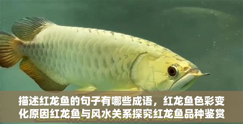 描述紅龍魚的句子有哪些成語，紅龍魚色彩變化原因紅龍魚與風水關系探究紅龍魚品種鑒賞指南