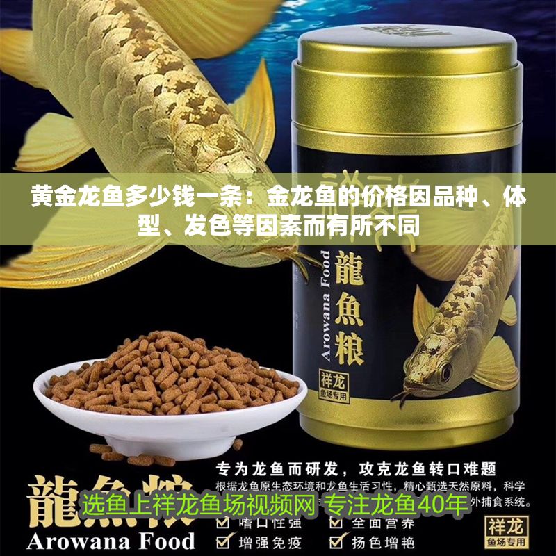 黃金龍魚多少錢一條：金龍魚的價格因品種、體型、發色等因素而有所不同