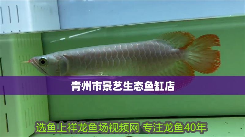青州市景藝生態(tài)魚缸店 青州市景藝生態(tài)魚缸店 全國水族館企業(yè)名錄 第1張