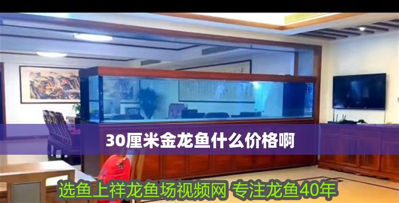 30厘米金龍魚什么價格啊