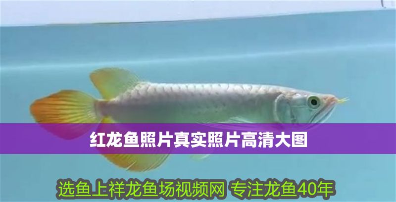 紅龍魚照片真實照片高清大圖