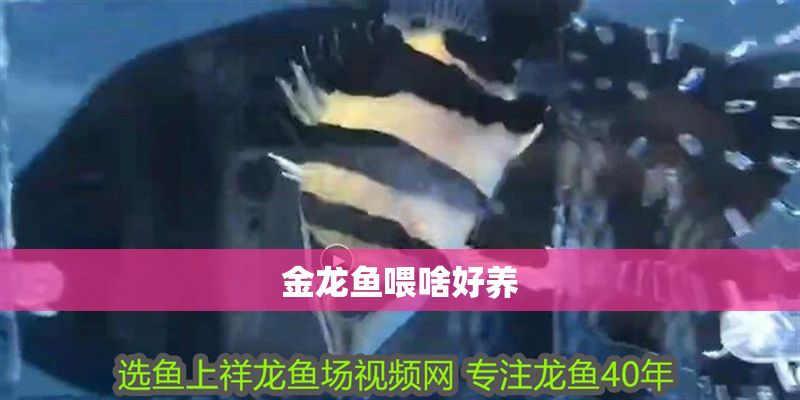 金龍魚喂啥好養