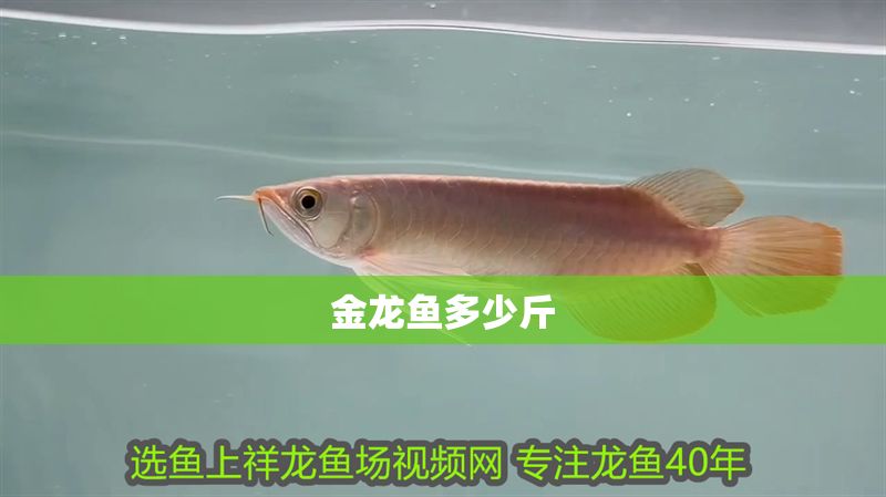金龍魚多少斤