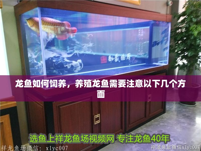 龍魚如何飼養，養殖龍魚需要注意以下幾個方面