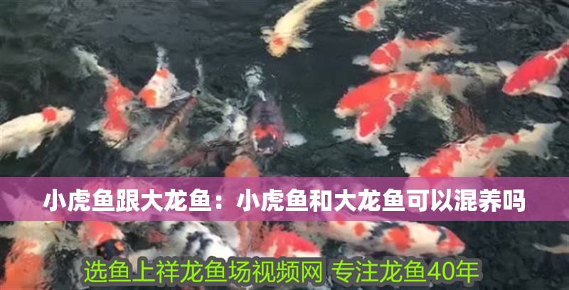 小虎魚跟大龍魚：小虎魚和大龍魚可以混養嗎