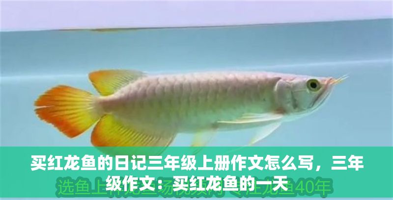 買(mǎi)紅龍魚(yú)的日記三年級(jí)上冊(cè)作文怎么寫(xiě)，三年級(jí)作文：買(mǎi)紅龍魚(yú)的一天