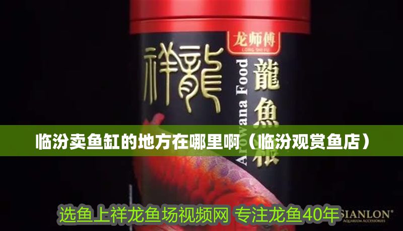 臨汾賣魚缸的地方在哪里?。ㄅR汾觀賞魚店）