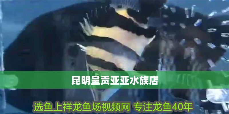 昆明呈貢亞亞水族店 全國水族館企業名錄 第1張 昆明呈貢亞亞水族店 昆明呈貢亞亞水族店 全國水族館企業名錄 第1張