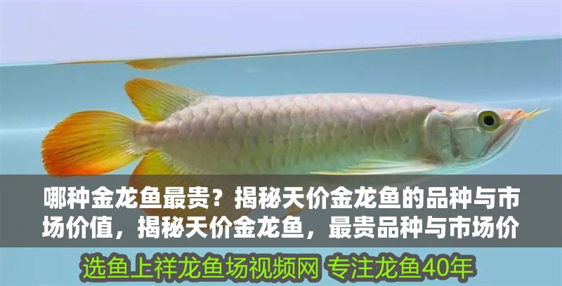 哪種金龍魚最貴？揭秘天價金龍魚的品種與市場價值，揭秘天價金龍魚，最貴品種與市場價值解析