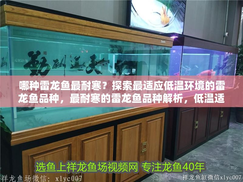 哪種雷龍魚最耐寒？探索最適應低溫環(huán)境的雷龍魚品種，最耐寒的雷龍魚品種解析，低溫適應性TOP推薦