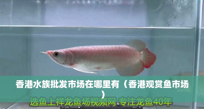 香港水族批發市場在哪里有（香港觀賞魚市場）