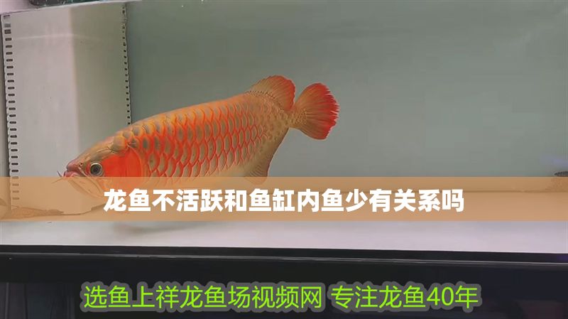 龍魚不活躍和魚缸內(nèi)魚少有關(guān)系嗎