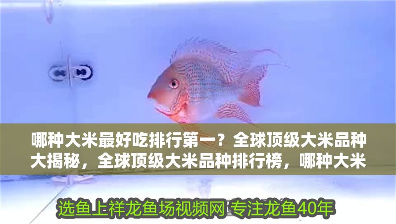 老魚匠造浪泵模式（老魚匠造浪泵用哪個(gè)模式）