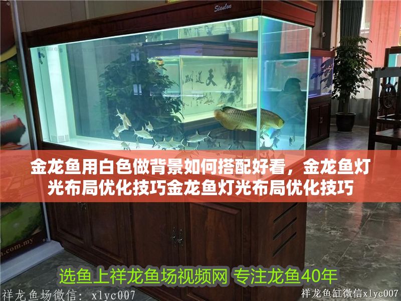金龍魚用白色做背景如何搭配好看，金龍魚燈光布局優化技巧金龍魚燈光布局優化技巧