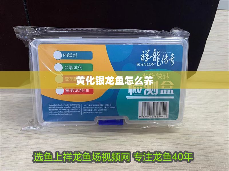 黃化銀龍魚怎么養