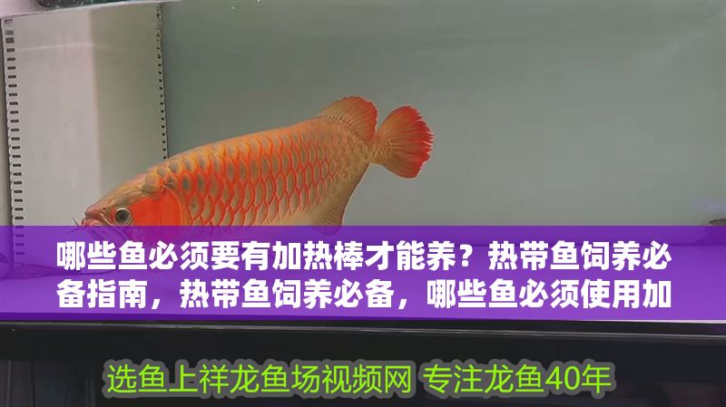 哪些魚必須要有加熱棒才能養？熱帶魚飼養必備指南，熱帶魚飼養必備，哪些魚必須使用加熱棒？