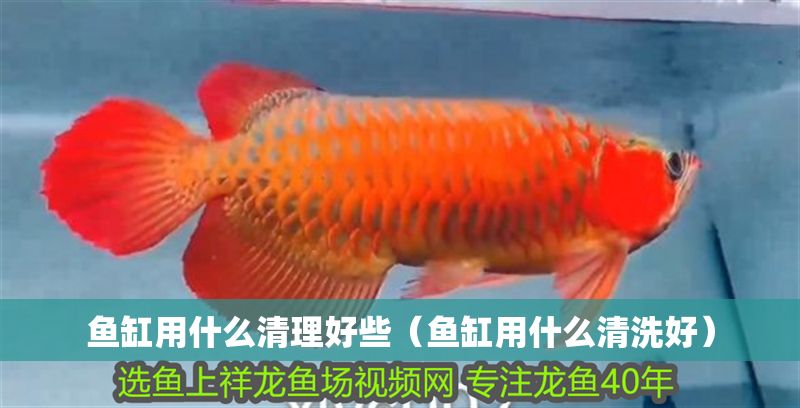 魚缸用什么清理好些（魚缸用什么清洗好） 魚缸用什么清理好些（魚缸用什么清洗好） 龍魚百科 第1張