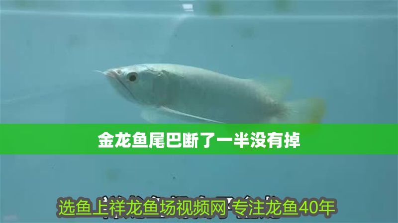 金龍魚尾巴斷了一半沒(méi)有掉