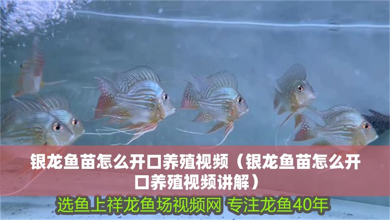 銀龍魚苗怎么開口養殖視頻（銀龍魚苗怎么開口養殖視頻講解）