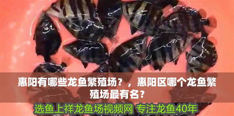 惠陽有哪些龍魚繁殖場？，惠陽區哪個龍魚繁殖場最有名？