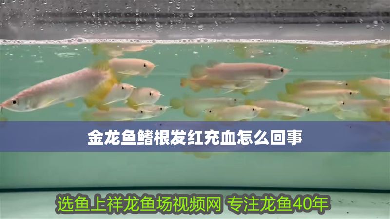 金龍魚鰭根發紅充血怎么回事