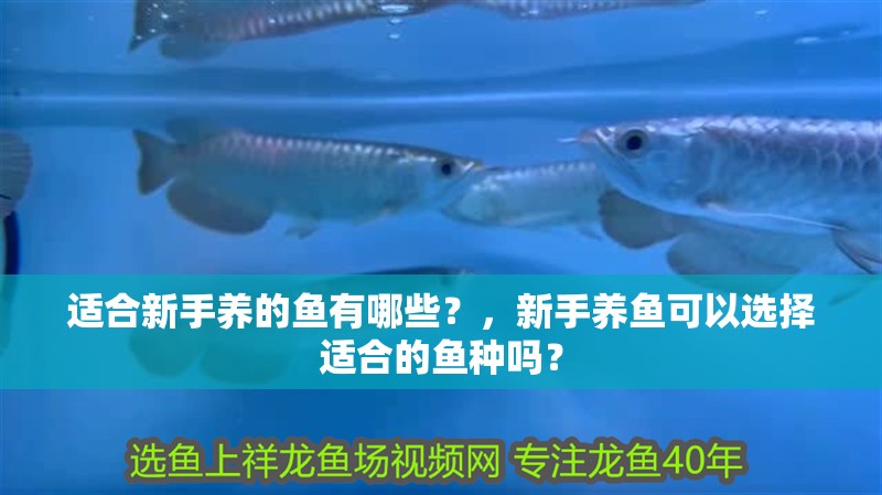 適合新手養(yǎng)的魚有哪些？，新手養(yǎng)魚可以選擇適合的魚種嗎？