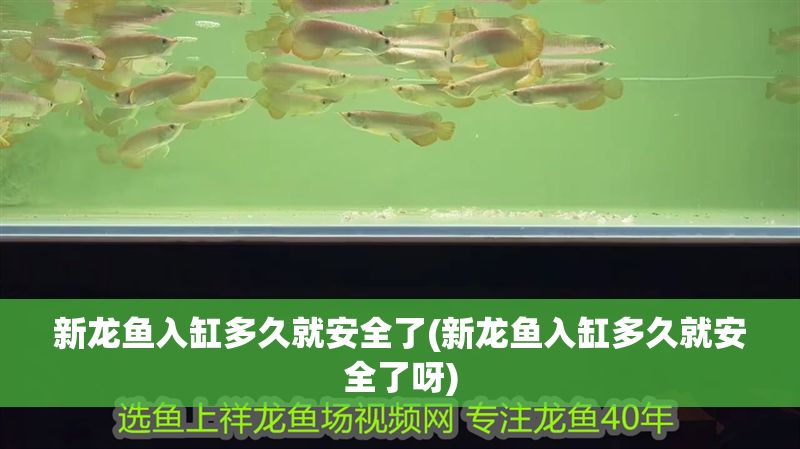 新龍魚入缸多久就安全了(新龍魚入缸多久就安全了呀) 龍魚百科 第1張 新龍魚入缸多久就安全了(新龍魚入缸多久就安全了呀) 新龍魚入缸多久就安全了(新龍魚入缸多久就安全了呀) 龍魚百科 第1張