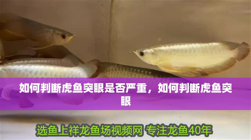 如何判斷虎魚突眼是否嚴重，如何判斷虎魚突眼