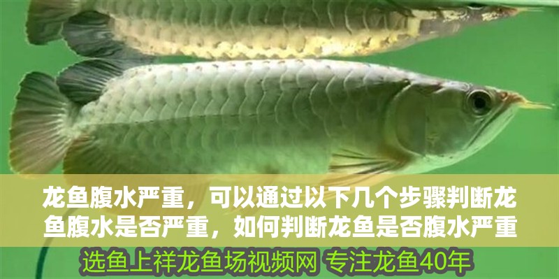龍魚腹水嚴重，可以通過以下幾個步驟判斷龍魚腹水是否嚴重，如何判斷龍魚是否腹水嚴重