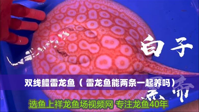雙線鱧雷龍魚（ 雷龍魚能兩條一起養(yǎng)嗎）