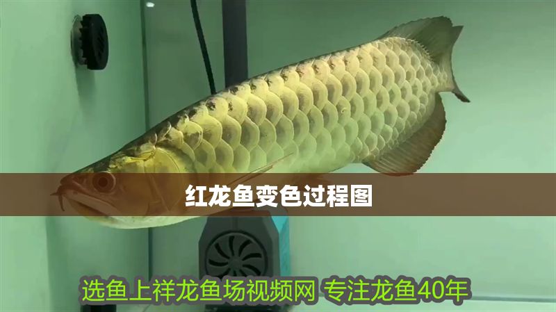 紅龍魚變色過程圖