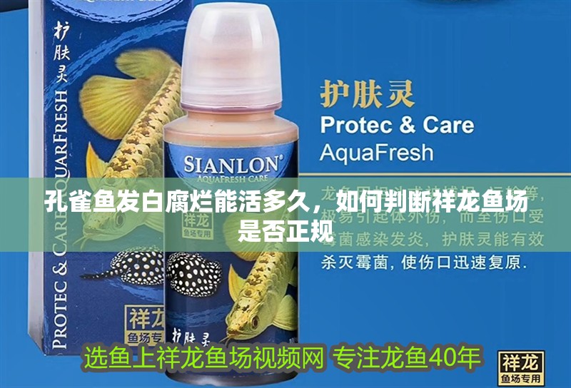 孔雀魚發白腐爛能活多久，如何判斷祥龍魚場是否正規