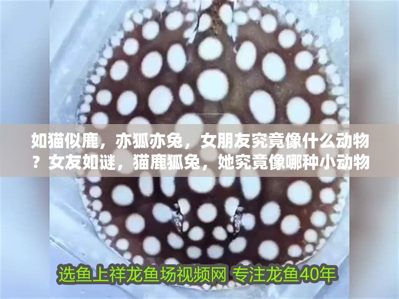 如貓似鹿，亦狐亦兔，女朋友究竟像什么動物？女友如謎，貓鹿狐兔，她究竟像哪種小動物？