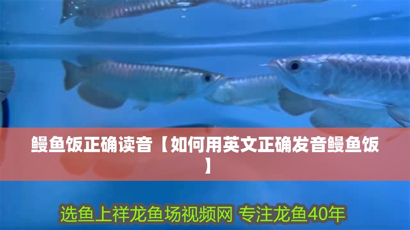 鰻魚飯正確讀音【如何用英文正確發音鰻魚飯】