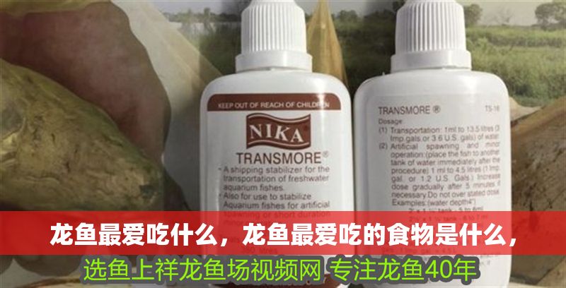 龍魚最愛吃什么，龍魚最愛吃的食物是什么，