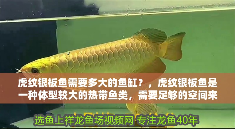 虎紋銀板魚需要多大的魚缸？，虎紋銀板魚是一種體型較大的熱帶魚類，需要足夠的空間來維持其健康和繁殖 虎紋銀板魚需要多大的魚缸？，虎紋銀板魚是一種體型較大的熱帶魚類，需要足夠的空間來維持其健康和繁殖 龍魚百科