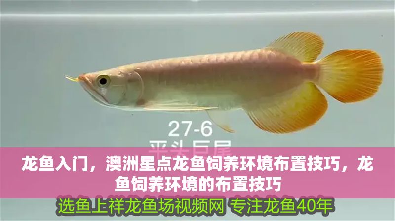 龍魚入門，澳洲星點龍魚飼養環境布置技巧，龍魚飼養環境的布置技巧