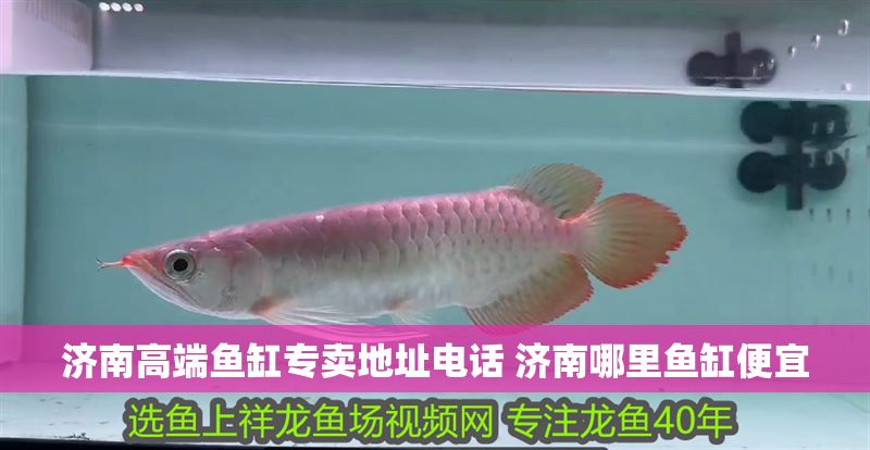 濟南高端魚缸專賣地址電話 濟南哪里魚缸便宜 濟南高端魚缸專賣地址電話 濟南哪里魚缸便宜 龍魚百科 第1張