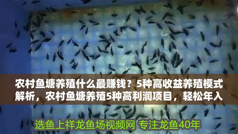 農村魚塘養殖什么最賺錢？5種高收益養殖模式解析，農村魚塘養殖5種高利潤項目，輕松年入10萬+！