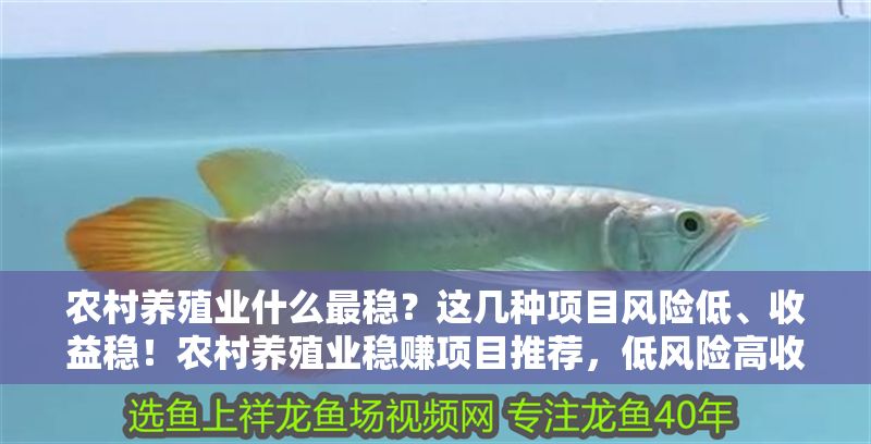 農(nóng)村養(yǎng)殖業(yè)什么最穩(wěn)？這幾種項目風險低、收益穩(wěn)！農(nóng)村養(yǎng)殖業(yè)穩(wěn)賺項目推薦，低風險高收益的幾種選擇
